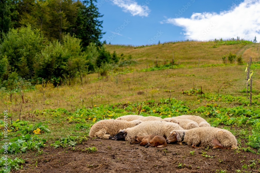 Fototapeta premium Group of sheep resting in a green meadow with lush trees in the background