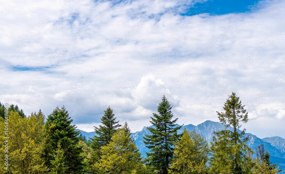 Coniferous trees against the background of a blue sky with white clouds Coniferous trees against the background of a blue sky with white clouds