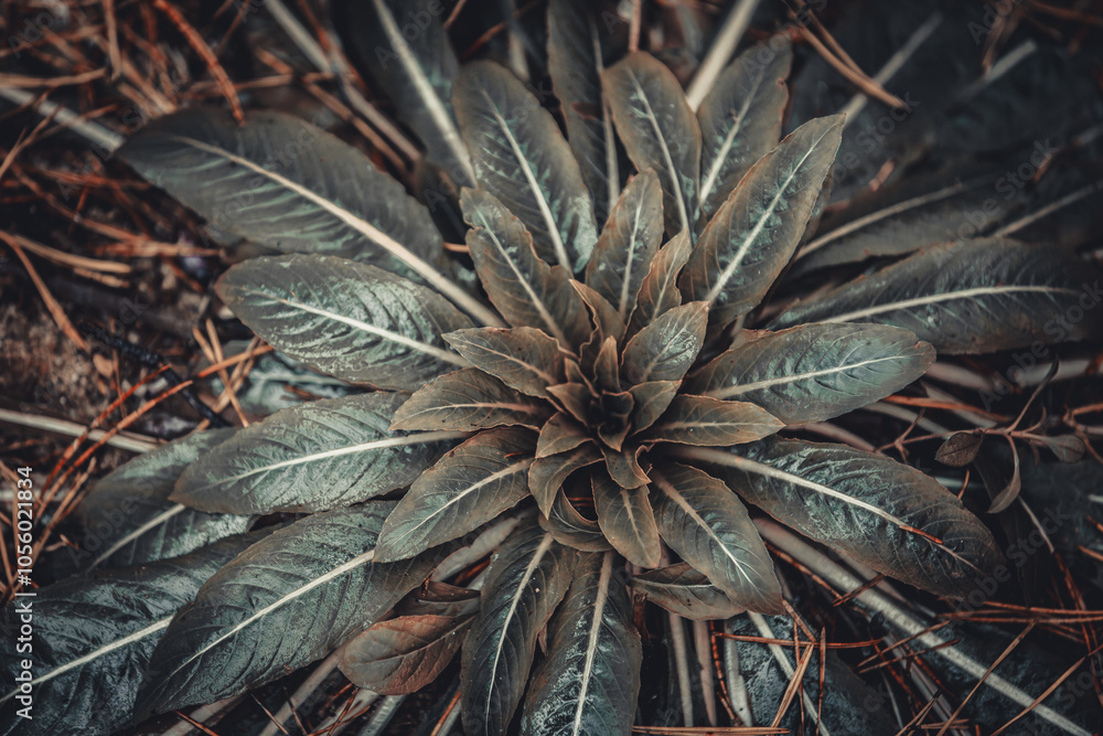 Obraz premium A detailed close-up of a green plant with lush leaves spreading on the forest floor, surrounded by pine needles. The vibrant leaf veins and natural textures create a fresh, earthy scene.