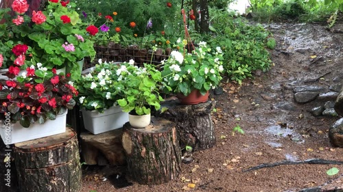 warm summer rain in a country garden watering potted flowers geranium and begonia