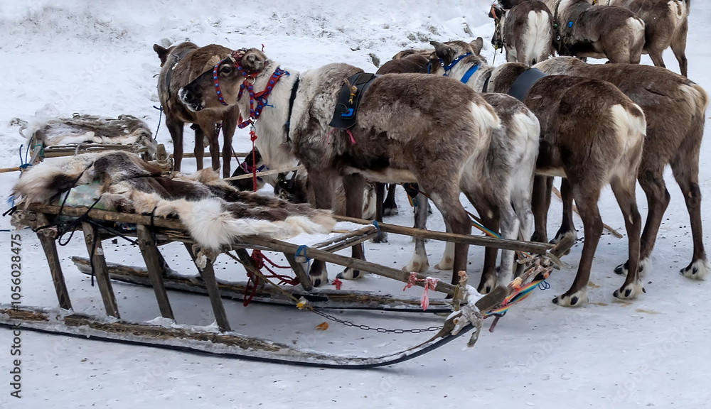 Naklejka premium Tundra teams of deers (sledge reindeers team) is unhitched in front of the house, reindeer sleds are covered with reindeer skins. The northern city in the Nenets country