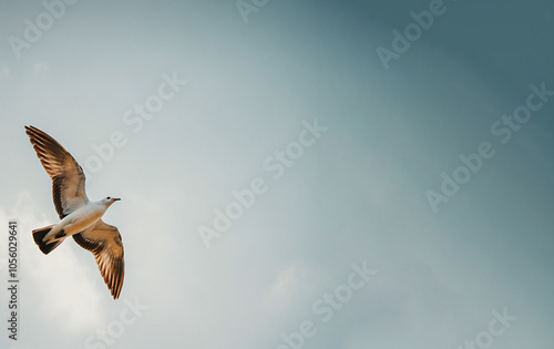 A bird flying in the sky with its wings spread is a seagull soaring in the air copy space for text photo