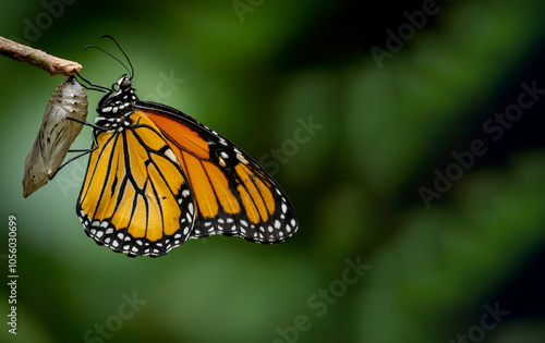 close up of a butterfly out of cocoon pod sag aways from a branch copy sapce for text