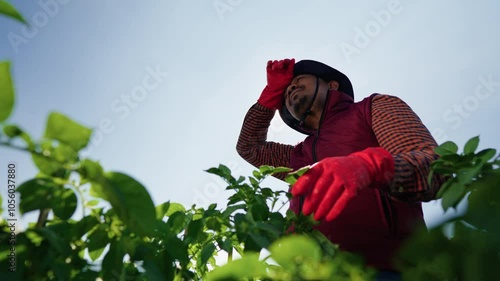 Male farmer working hard in the middle of a green potato field, under the sunlight, standing wiping sweat while working, evaluating agricultural plant