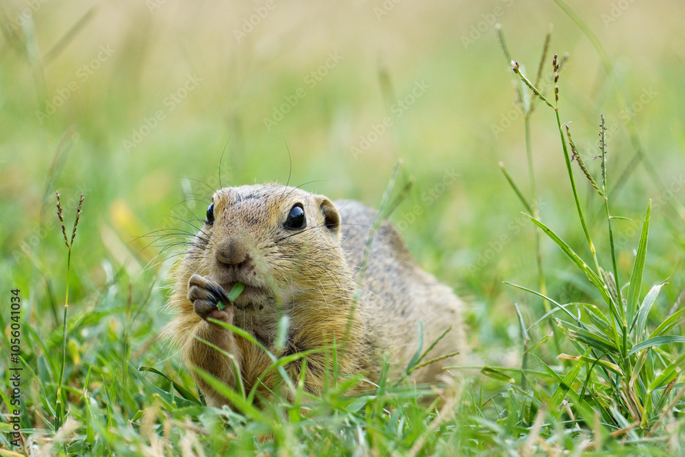 Portrait of a funny looking european Ground Squirrel also known as Portrait of a funny looking european Ground Squirrel also known as