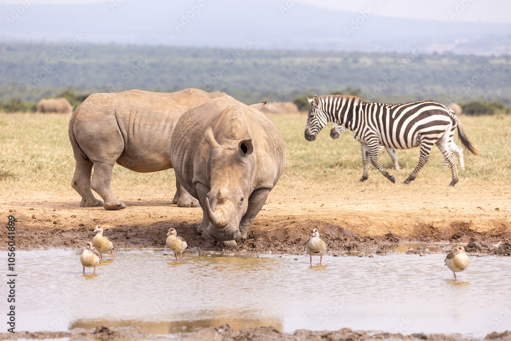 Fototapeta premium Nashorn geht zur Wasserstelle