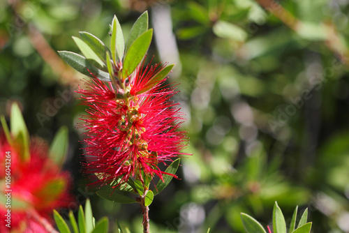 Callistemon or Bottlebrush bright red flower in bloom under sunshine