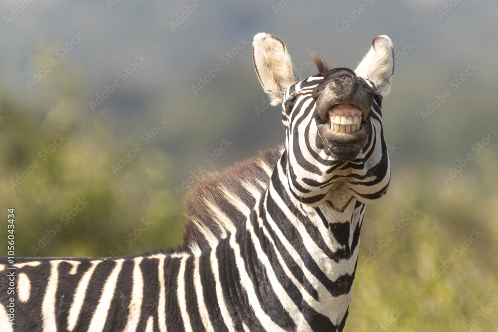 Steppenzebras