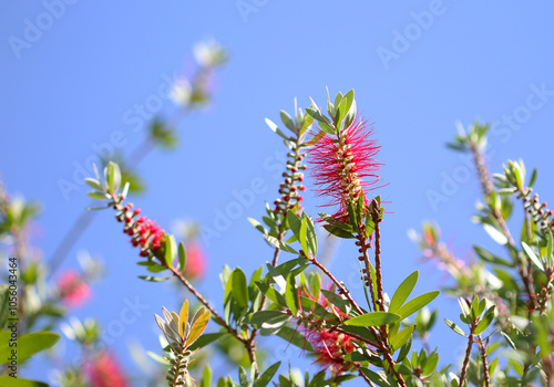 Callistemon or Bottlebrush bright red flower in bloom under sunshine