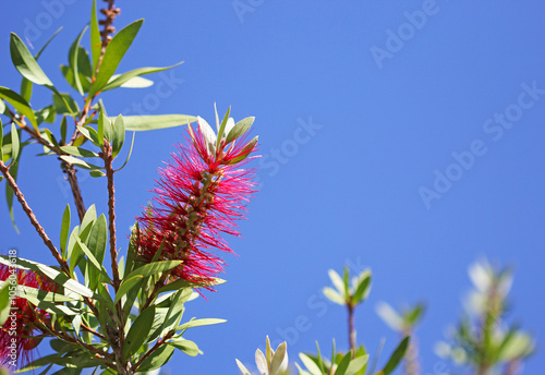 Callistemon or Bottlebrush bright red flower in bloom under sunshine