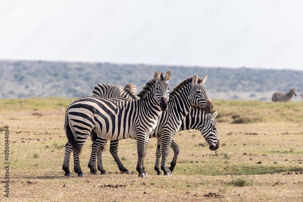 Obraz premium Steppenzebras 