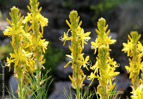 Asphodeline lutea blooms in the botanical garden photo