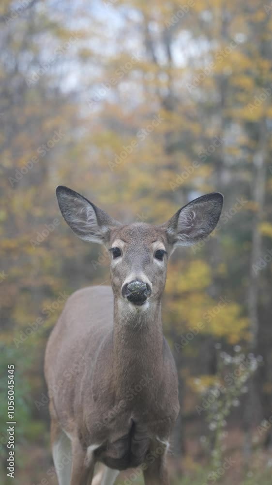 Beautiful Close-Up of Deer in Natural Habitat Wildlife Stock Video. Captivating close-up footage of a graceful deer in its natural habitat, highlighting its delicate features and calm demeanor Beautiful Close-Up of Deer in Natural Habitat Wildlife Stock Video. Captivating close-up footage of a graceful deer in its natural habitat, highlighting its delicate features and calm demeanor