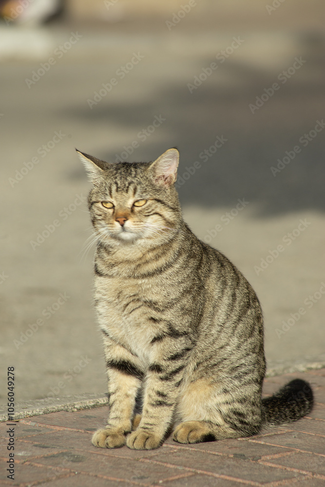 Gray striped Cat with extended tail walking on the street old town Budva, Montenegro Gray striped Cat with extended tail walking on the street old town Budva, Montenegro