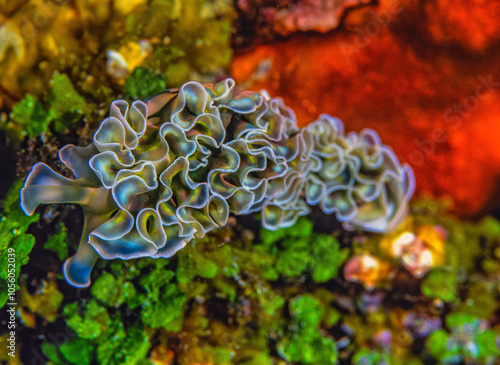 Elysia crispata, lettuce sea slug , photo