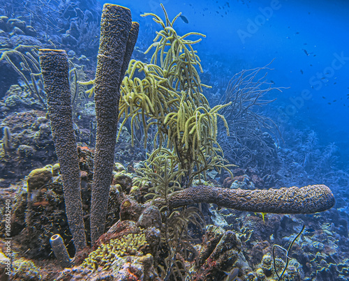 branching vase sponge,Callyspongia ,Cladochalina, aculeata photo