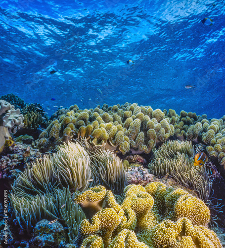 Fototapeta Naklejka Na Ścianę i Meble -  Coral reef South Pacific,Palau