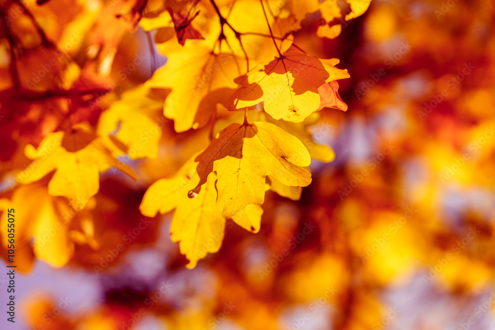 Experience the Stunning Autumn Leaves with Vibrant Shades of Yellow and Red Hues Experience the Stunning Autumn Leaves with Vibrant Shades of Yellow and Red Hues