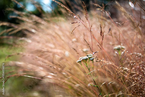 Yarrow flower in soft and dry bentgrass, bokeh summer vibes photo