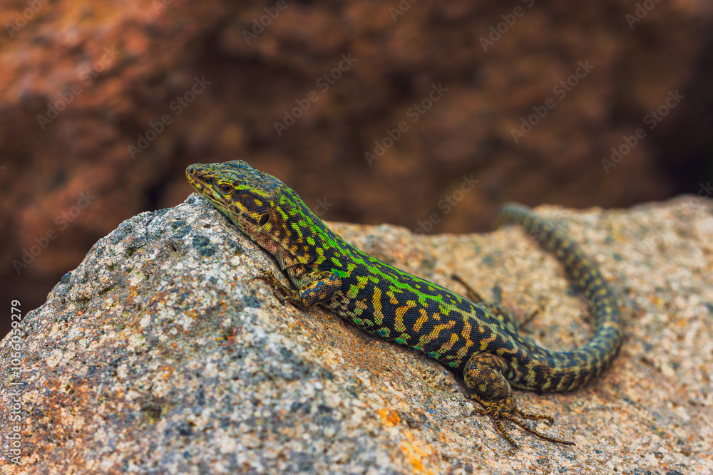 Fototapeta premium Italian wall lizard or ruin lizard - Podarcis siculus