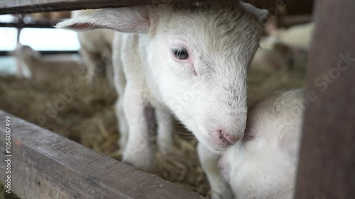 Young lambs in the pen playing mischievously