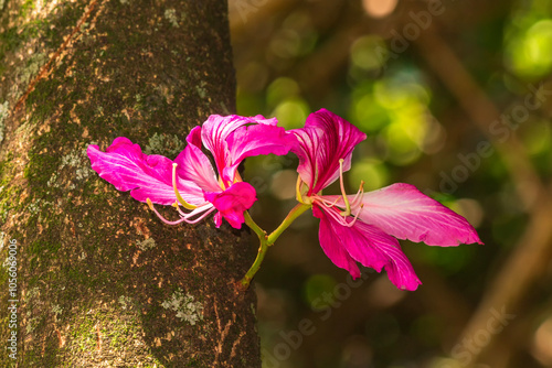 Flor da Paineira IMG_9375 photo