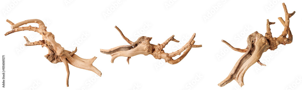 set old dry driftwood tree branch on an isolated white background close-up set old dry driftwood tree branch on an isolated white background close-up