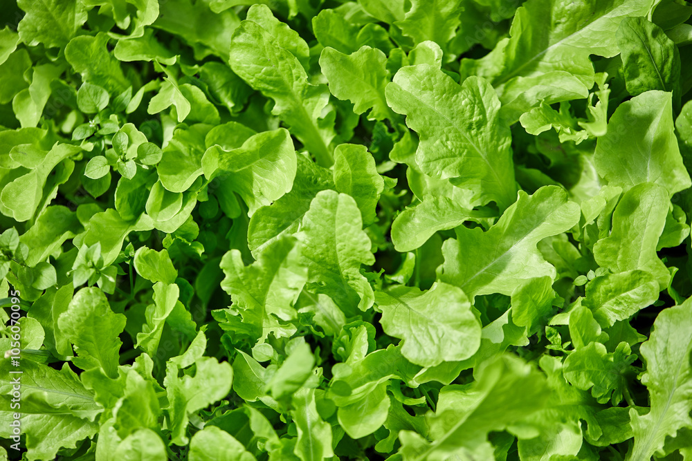Fresh leaves of arugula growing in organic vegetable garden. Close up fresh green arugula. Top view of plant leaves in sunlight. Fresh leaves of arugula growing in organic vegetable garden. Close up fresh green arugula. Top view of plant leaves in sunlight.