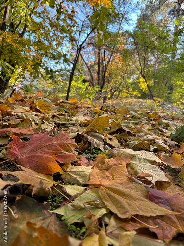 Leaves lie on the ground in an autumn forest