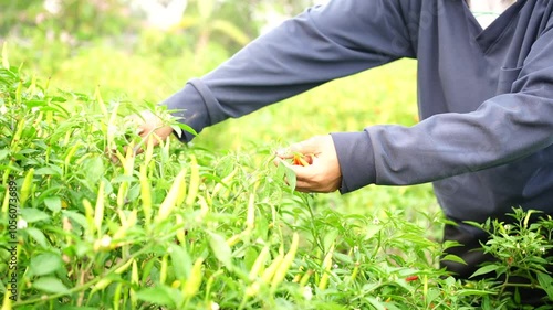 A female gardener's hand is picking chili peppers in her garden.