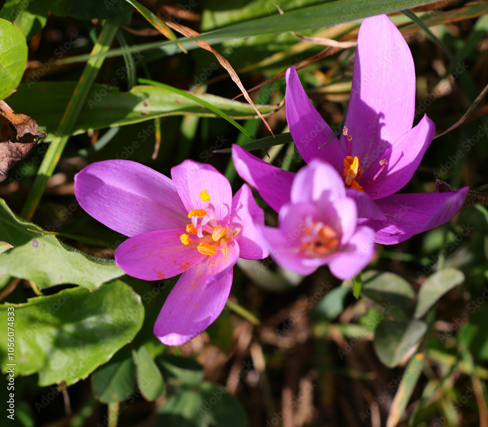 purple flowers called crocus very poisonous for human people purple flowers called crocus very poisonous for human people