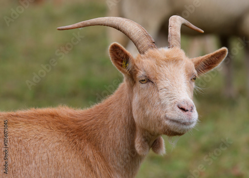 Fotografie portrait of a smiling brown goat with horns on its head