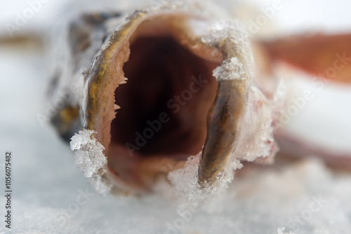 The mouth, jaws; chaps of a large pike that was caught during ice fishing photo