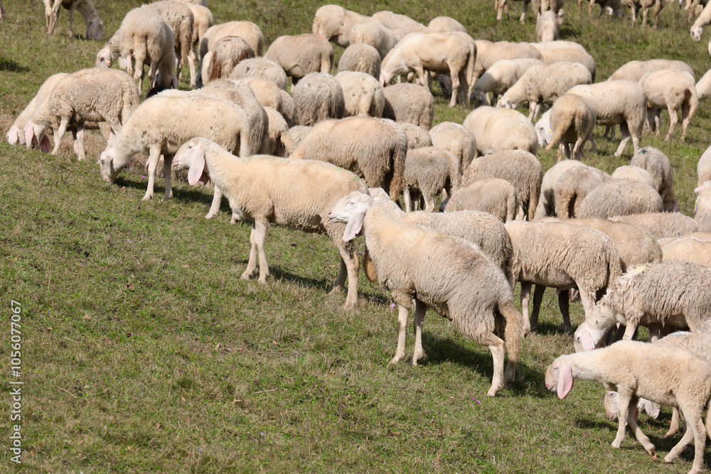 Fototapeta premium large flock of sheep and some goats grazing on a green hillside meadow creating a calm and peaceful scene in the countryside