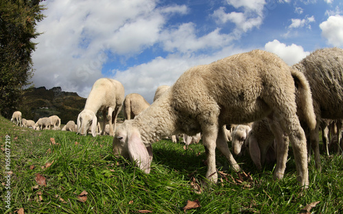 flock of sheep grazing on green grass in mountain pasture