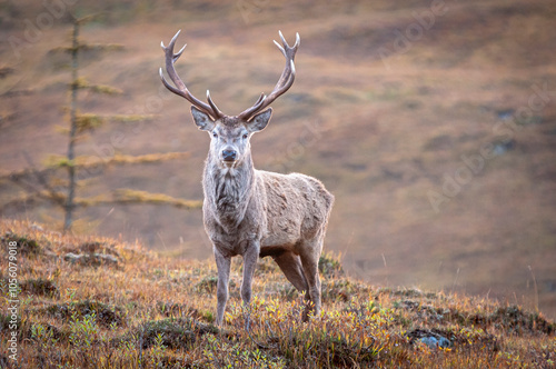 An autumnal close up HDR image of a Scottish Red Deer stag, Cervus elephus,scoticus on the hills of Ardour, Scotland