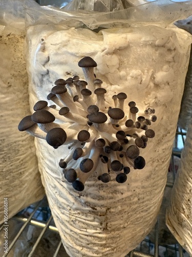 Black, Pearl, King, Oyster, mushrooms, Fungi, growing, wood, natural, food 2