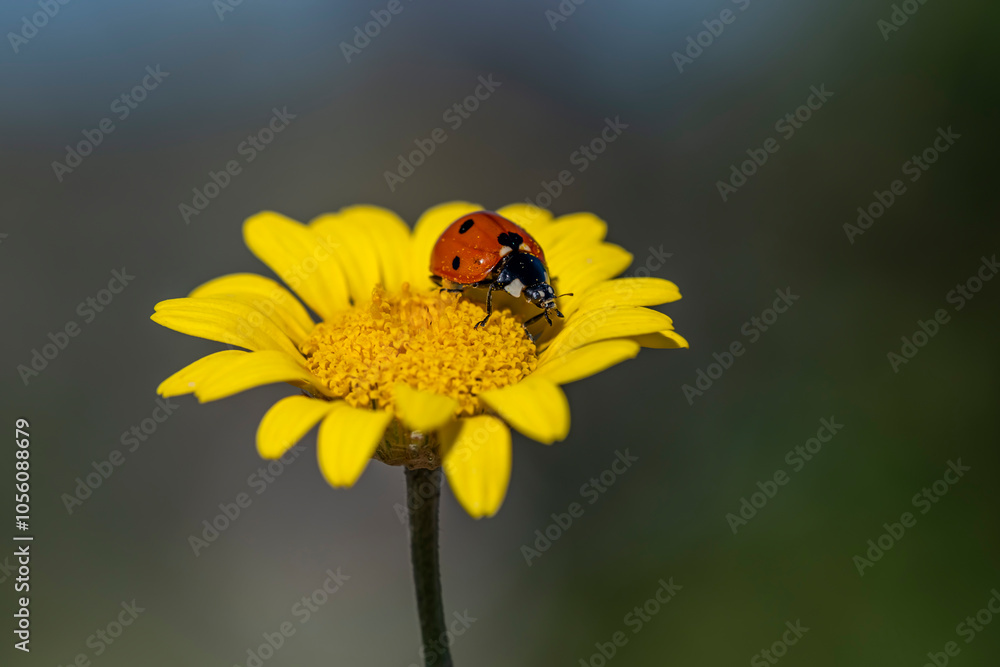 A ladybug is sitting on a yellow flower A ladybug is sitting on a yellow flower