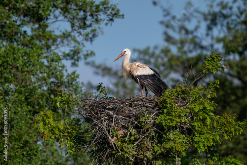 A white stork in its nest on a tree photo