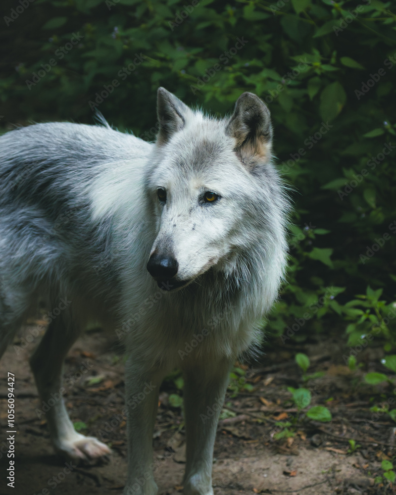 wolf in the forest wolf in the forest