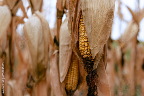 Ripe Corn Field in Rural North Dakota: Vibrant Golden Kernels Ready for Harvest on an Overcast Autumn Day, Featuring Black Tassels and Peeling Husks, Capturing the Essence of Fall Farming