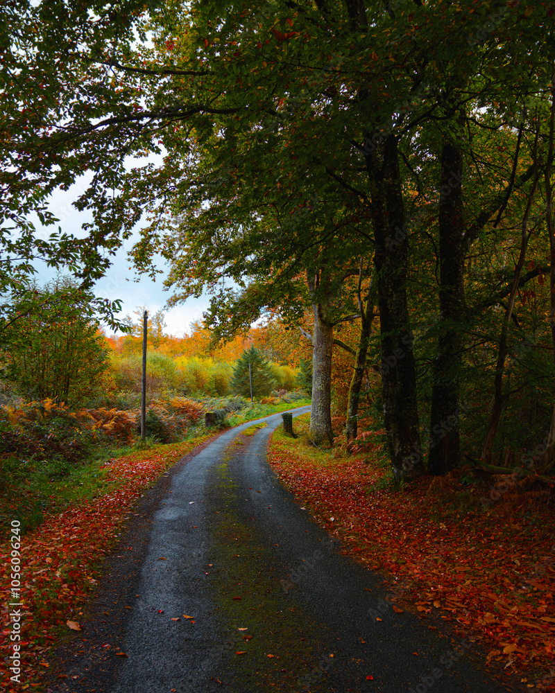 Fototapeta premium road in autumn forest