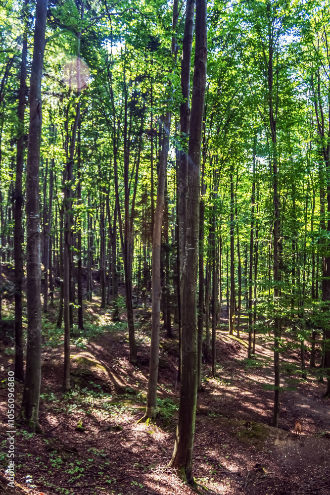 Landscapes - Forest - Europe, Romania, Suceava region Landscapes - Forest - Europe, Romania, Suceava region