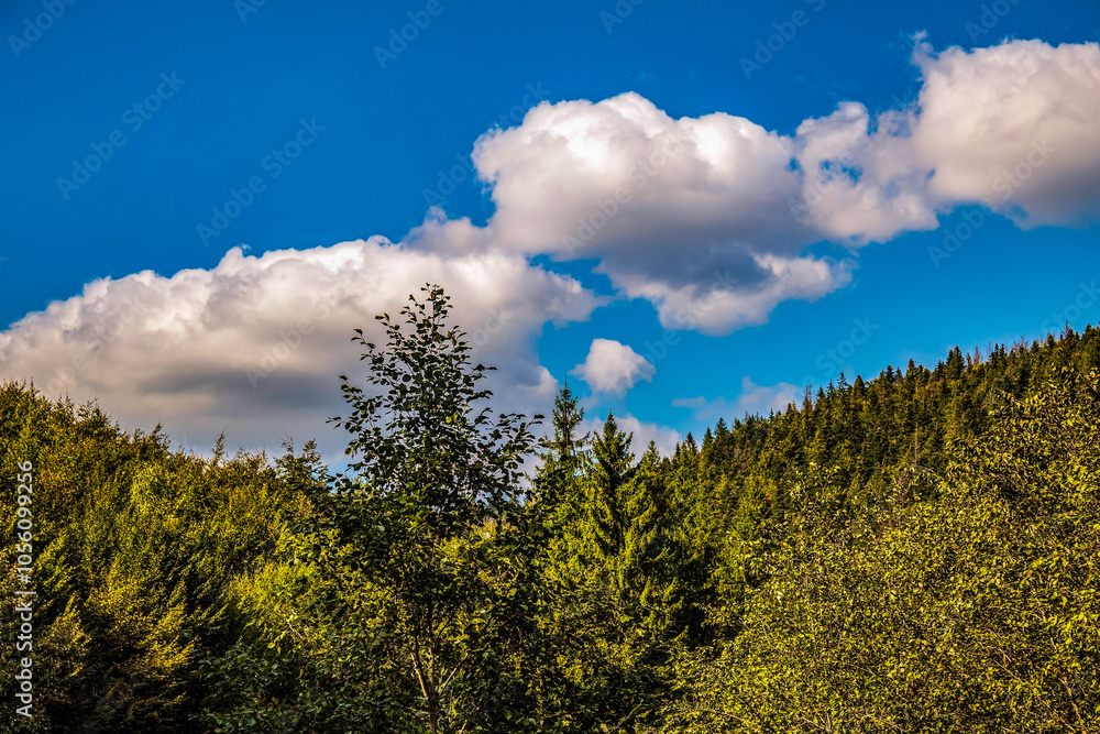 Landscapes - Forest - Europe, Romania, Suceava region