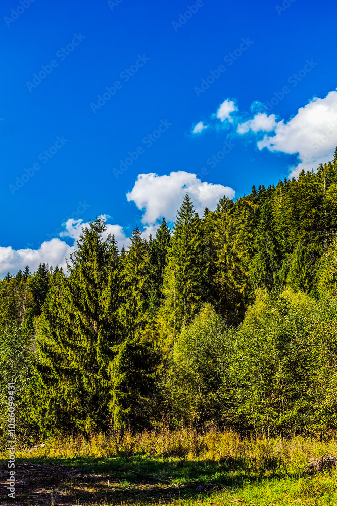 Landscapes - Forest - Europe, Romania, Suceava region Landscapes - Forest - Europe, Romania, Suceava region