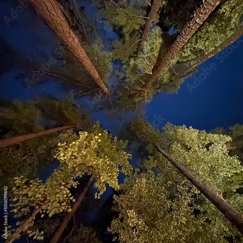 Tall pine trees from underneath straight up blue sky