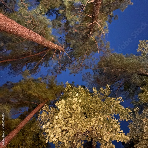 Tall pine trees from underneath straight up blue sky