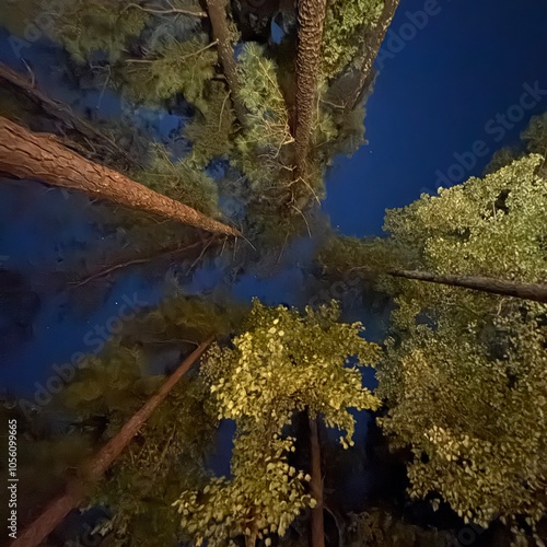 Tall pine trees from underneath straight up blue sky
