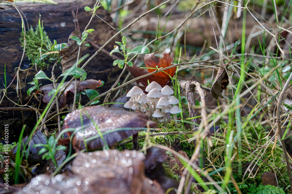 many small white mushrooms in the moss on a tree trunk with twigs and autumn leaves many small white mushrooms in the moss on a tree trunk with twigs and autumn leaves