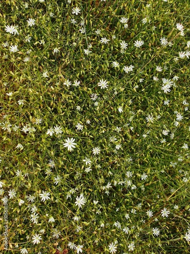 Small white wildflowers background
